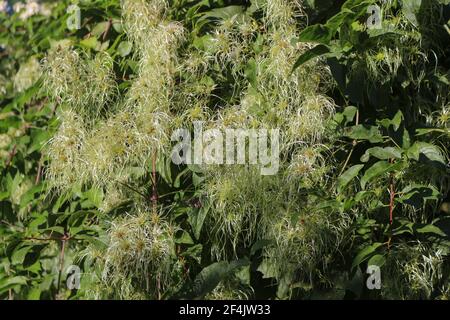 Fruit immature de la barbe de l'homme âgé (nom latin Clematis vitalba) En Serbie (Voïvodine) Banque D'Images