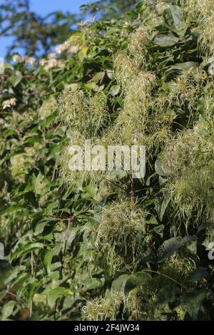 Fruit immature de la barbe de l'homme âgé (nom latin Clematis vitalba) En Serbie (Voïvodine) Banque D'Images