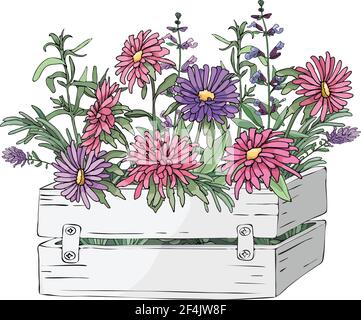 Jardin vectoriel fleuri dans un jardin en bois blanc boîte. Asters roses et violets et herbes culinaires Illustration de Vecteur