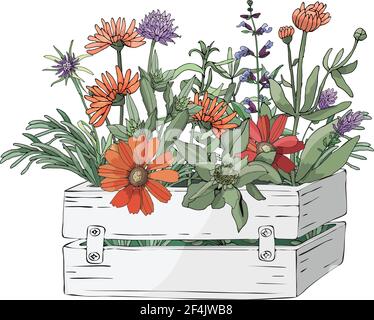 Jardin vectoriel fleuri dans un jardin en bois blanc boîte. gaillardia orange, marigold et herbes culinaires Illustration de Vecteur