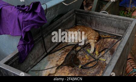 Ho Chi Minh ville, 16 mars 2021: Orange tabby chat rue dort à l'intérieur vieux, sale rouillé barbecue grill. Banque D'Images