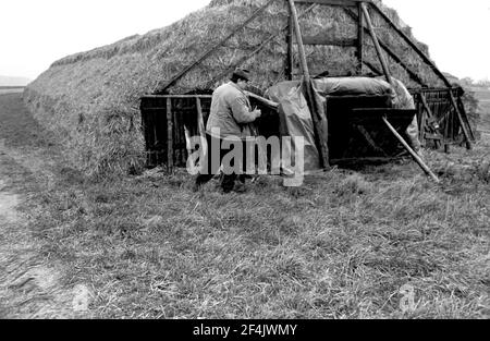 15 octobre 1981, Saxe, Delitzsch: Le fourrage destiné à la production de GPL est stocké dans une grande location dans le district de Delitzsch pour la moitié d'hiver de l'automne 1981. Date exacte de l'enregistrement inconnue. Photo: Volkmar Heinz/dpa-Zentralbild/ZB Banque D'Images