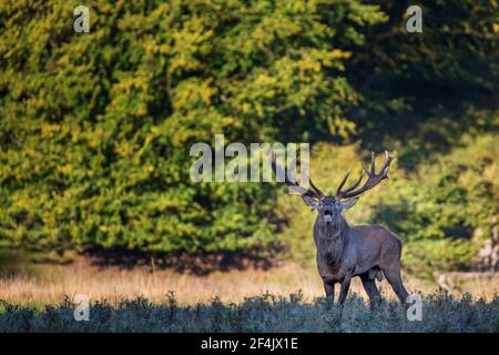 Stag de Red Deer (Cervus elaphus) dans le temps de la rut, Dyrehaven juste au nord de Copenhague, Danemark Banque D'Images