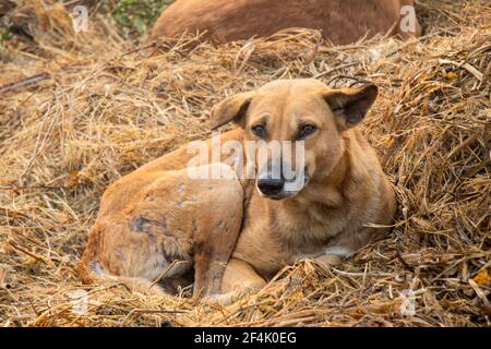 Chien abandonné errant sur l'herbe Banque D'Images