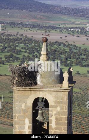White Stork (Ciconia ciconia) nichant sur l'église Bell Tower Extramadura, Espagne BI002890 Banque D'Images