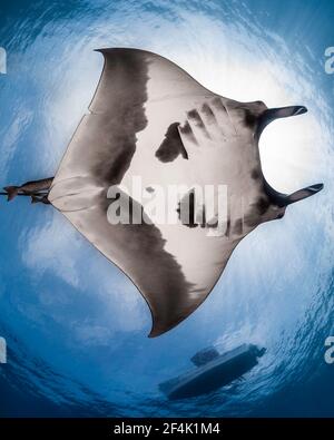 Manta Ray géant du Pacifique qui glisse au-dessus de la Reina, la Paz, Baja California sur, Mexique Banque D'Images