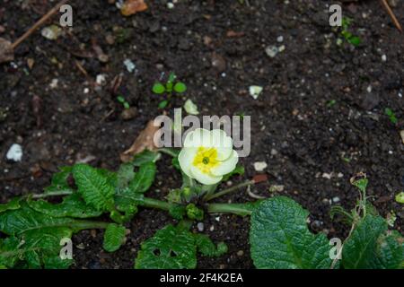 Primula vulgaris, primrose commune, est une espèce de plantes à fleurs de la famille des Primulacées, originaire de l'Europe occidentale et méridionale, du nord-ouest de l'Afrique et Banque D'Images