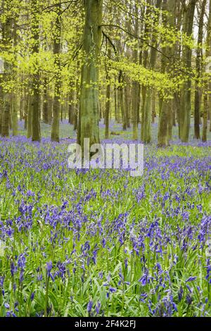 Bluebells in Beech Woodland(jacynthoides non-scripta) Dockey Wood, Herts, Royaume-Uni PL000170 Banque D'Images