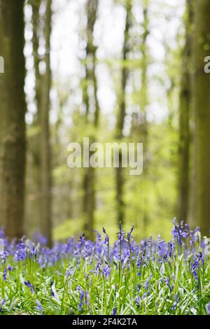 Bluebells in Beech Woodland(jacynthoides non-scripta) Dockey Wood, Herts, Royaume-Uni PL000183 Banque D'Images