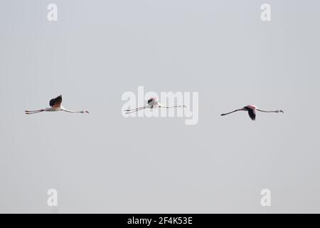 Flamant rose - Phoenicopterus ruber trois en vol Lake Kerkini Grèce BI021984 Banque D'Images