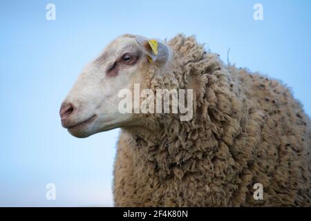 Portrait d'un jeune bélier de lignée de mouton INRA 401 (Ovis orientalis aries) Banque D'Images