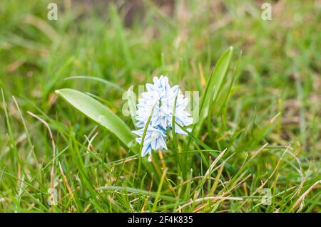 Fleur de printemps - jacinthes bleu et blanc Banque D'Images