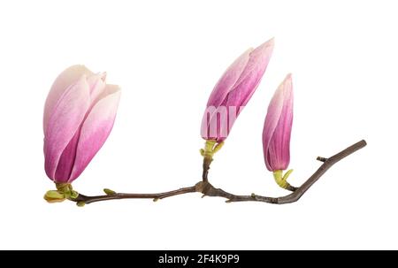 Belles fleurs rose Magnolia soulangeana isolées sur blanc Banque D'Images