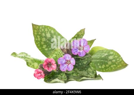 lungwort commun (Pulmonaria officinalis) isolé sur blanc Banque D'Images