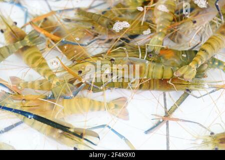 La vie de crevettes fraîches sur l'étang, ferme de crevettes pour la vente sur le marché Banque D'Images