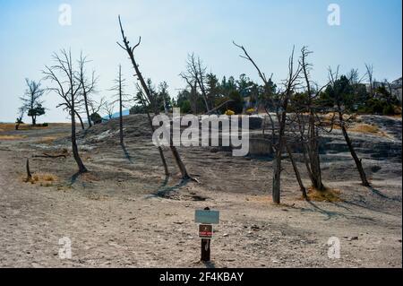 Cavern Terrace une terrasse morte dans le parc national de Mammoth Hot Springs Yellowstone. Photo de haute qualité Banque D'Images