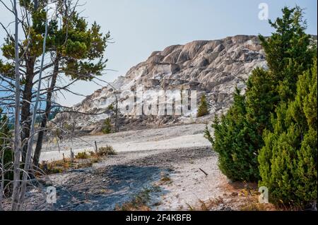 Cavern Terrace une terrasse morte dans le parc national de Mammoth Hot Springs Yellowstone. Photo de haute qualité Banque D'Images