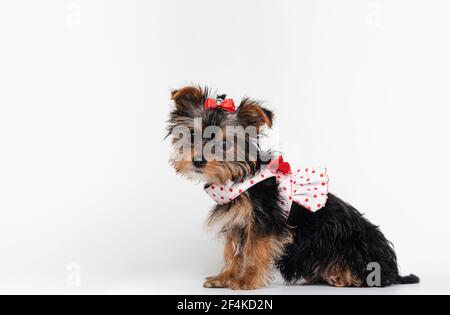 Yorkshire Terrier chiot avec robe assis dans le profil isolé sur blanc avec espace de copie Banque D'Images