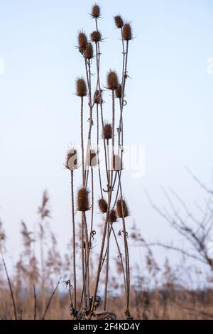 Gros plan des têtes de graines piquantes de plantes à thé (Dipsacus) en hiver. Banque D'Images