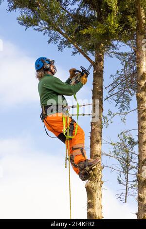 Arbre chirurgien Arborist dans un harnais coupant un conifères surcultivé contre un ciel bleu. Beaucoup Hadham, Hertfordshire. ROYAUME-UNI Banque D'Images