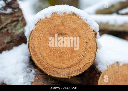 Pile composée de blocs, morceaux ou billes de bois en hiver ou au printemps couverts de neige. Empiler le bois pour le séchage et le stockage, gros plan Banque D'Images