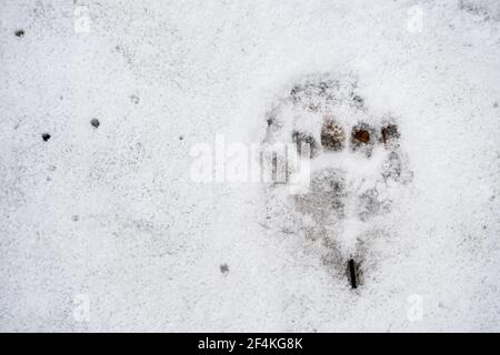 Badger empreinte dans la neige en hiver ou au printemps dans la forêt ou les bois, gros plan Banque D'Images