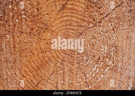 Grand morceau circulaire de section en bois avec tronc anneaux de texture et fissures, gros plan Banque D'Images
