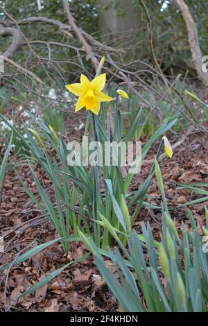 Simple ouvert Daffodil entre autres jonquilles - Fleur jaune avec Corona trompette forme Centre - famille Amaryllis - grandir sauvage Woodland - Royaume-Uni Banque D'Images