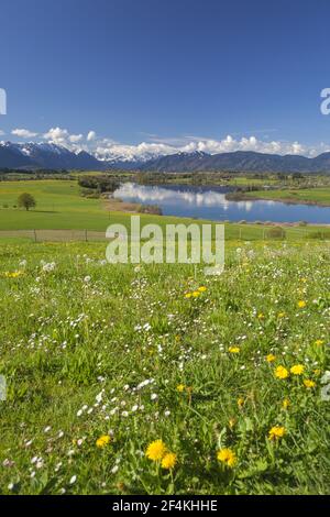 Géographie / voyage, Allemagne, Bavière, Lac Riegg (Riegsee), pré de printemps au Lac Rieg (Riegsee) les es, droits supplémentaires-déstockage-Info-non-disponible Banque D'Images