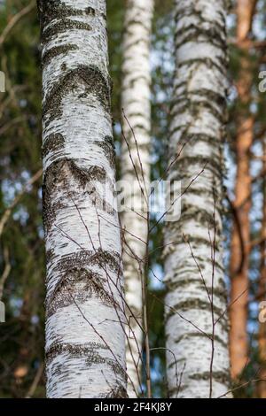 Arrière-plan du cortex blanc et gris et du tronc de bouleau dans les bois, vertical Banque D'Images