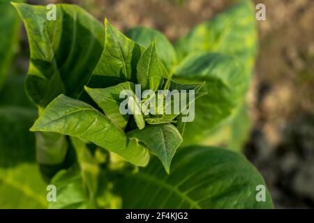 Le tabac en feuilles se compose des feuilles séchées et fermentées de La plante de tabac de la famille des Solanaceae ou de la nuit Banque D'Images