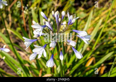 Agapanthus africanus 'Twister' plante à fleurs d'été avec fleur de printemps blanc bleu communément connue sous le nom de lys africains, image de stock photo Banque D'Images