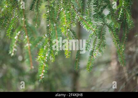 Sapin recouvert de gouttes de pluie sous des poutres apparentes dans une forêt ou des bois en hiver ou au printemps, gros plan Banque D'Images