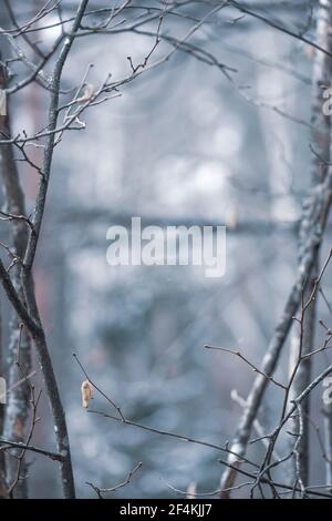 Belle petite feuille sèche sur une branche d'un arbre couverte de gouttes de pluie ou de gel, température froide en hiver ou au printemps, gros plan, vertical Banque D'Images