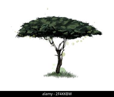 Acacia africaine d'un peu d'aquarelle, dessin coloré, réaliste. Illustration vectorielle des peintures Illustration de Vecteur