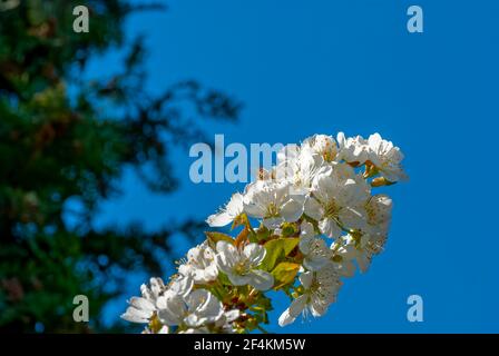 Une branche de cerisiers en fleurs contre un ciel clair et un jardin. Banque D'Images