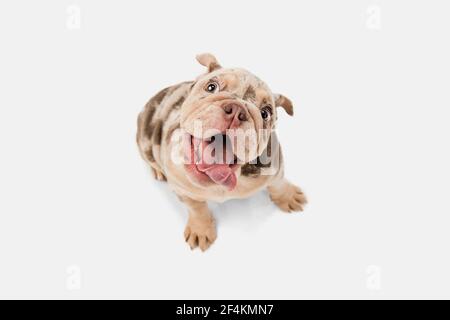 Merle French Bulldog jouant sur fond blanc de studio Banque D'Images