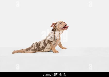 Merle French Bulldog jouant sur fond blanc de studio Banque D'Images