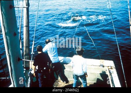 JAWS (1975), réalisé par STEVEN SPIELBERG. Crédit: Zanuck/Brown Productions/Universal Pictures / Album Banque D'Images
