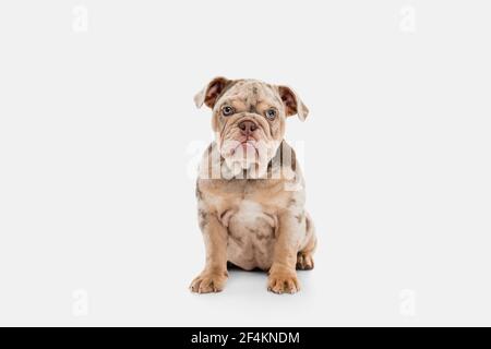 Merle French Bulldog jouant sur fond blanc de studio Banque D'Images