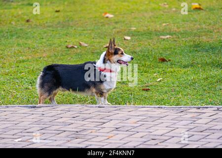 Photo vue latérale du chien corgi gallois de Cardigan debout le parc Banque D'Images