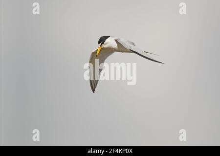 Tern moins - en vol chasse pour FishSterna antillarum Texas Coast, Etats-Unis BI023045 Banque D'Images