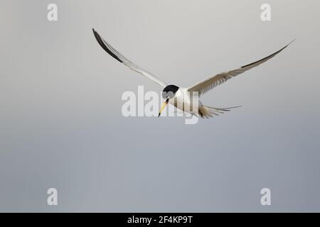 Tern moins - en vol chasse pour FishSterna antillarum Texas Coast, Etats-Unis BI023047 Banque D'Images