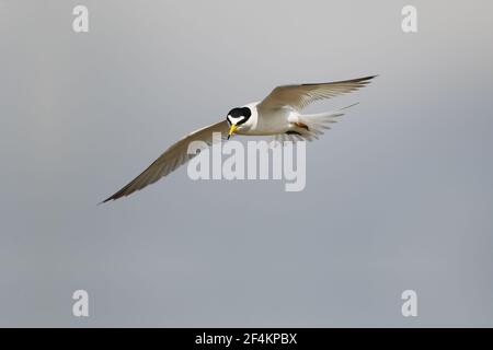 Tern moins - en vol chasse pour FishSterna antillarum Texas Coast, Etats-Unis BI023049 Banque D'Images