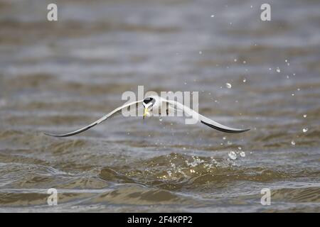 Tern moins - en vol pour la chasse de poisson Sterna antillarum Texas Coast, USA BI023063 Banque D'Images