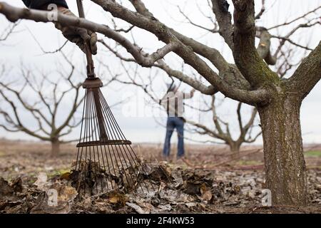 Mains avec des râteaux en métal collectant de vieilles feuilles dans un tas. Avec homme élaguer les arbres sur le fond. Banque D'Images