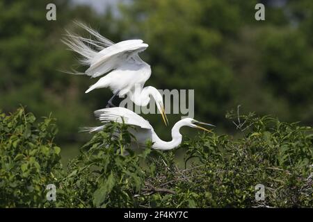 Grande Aigrette - Ardea alba accouplement haute île Rookery Texas, USA BI023149 Banque D'Images