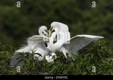 Grande Aigrette - Ardea alba différend territorial haute île Rookery Texas, USA BI023156 Banque D'Images