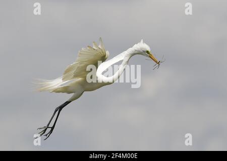 Grande Aigrette - Ardea alba matériaux de nidification de l'île haute Rookery Texas, USA BI023163 Banque D'Images