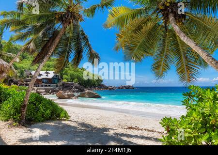 Coco palmiers sur une belle plage ensoleillée et un complexe tropical. Vacances d'été et concept de fond de plage tropicale. Banque D'Images